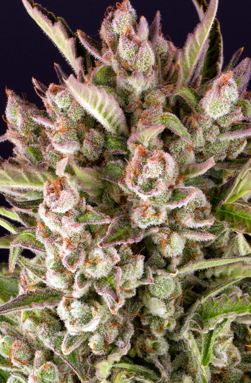 GORILLA ZKITTLEZ AUTO
