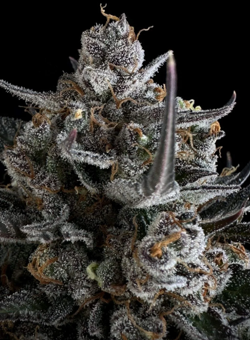 Pound Cake Auto