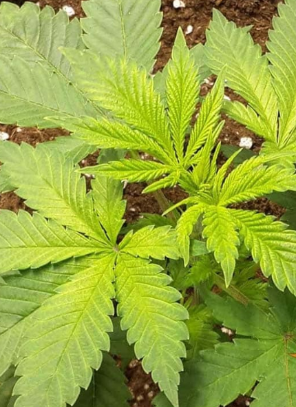 ACAPULCO GOLD
