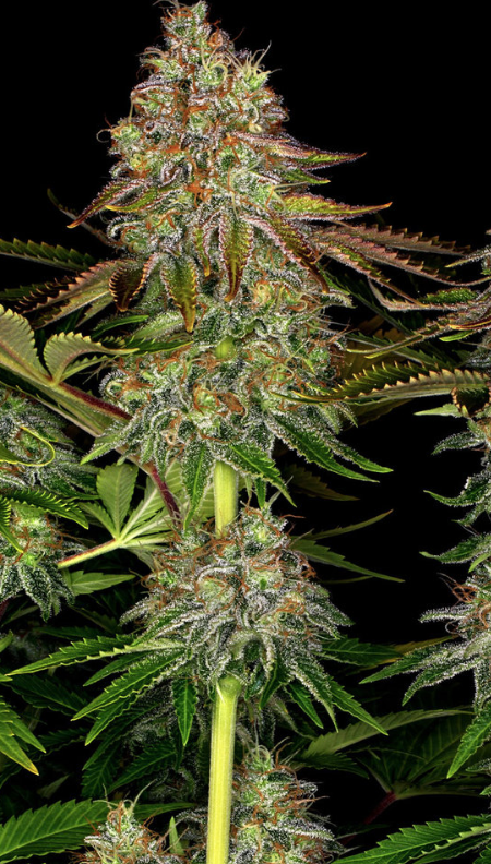 TANGERINE DREAM AUTO