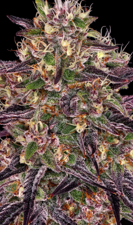 AYAHUASCA PURPLE