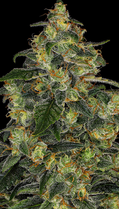 BLUE GELATO 41