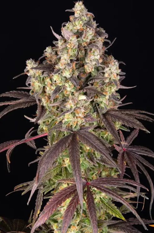 Lemon cherry Gelato