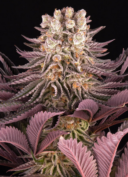MIMOSA X ORANGE PUNCH
