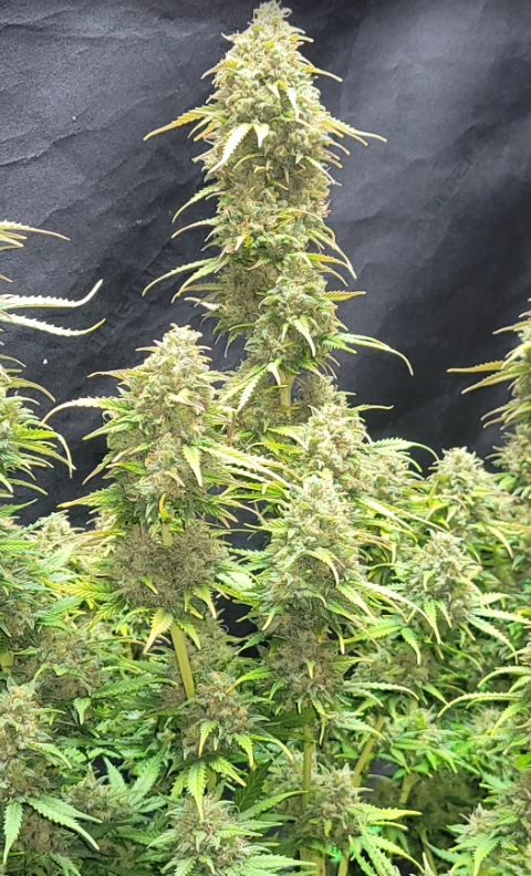 Moby Dick Auto