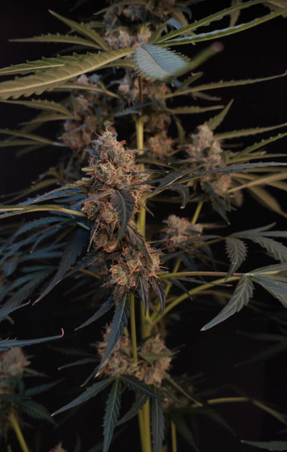 Northern Lights Auto