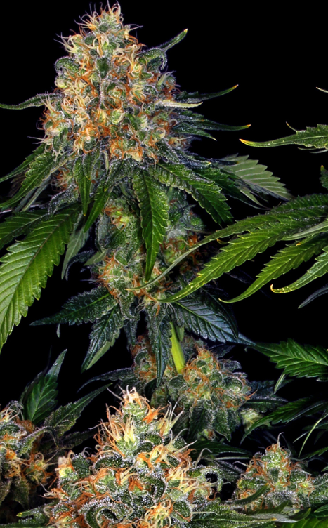 MOBY DICK AUTO