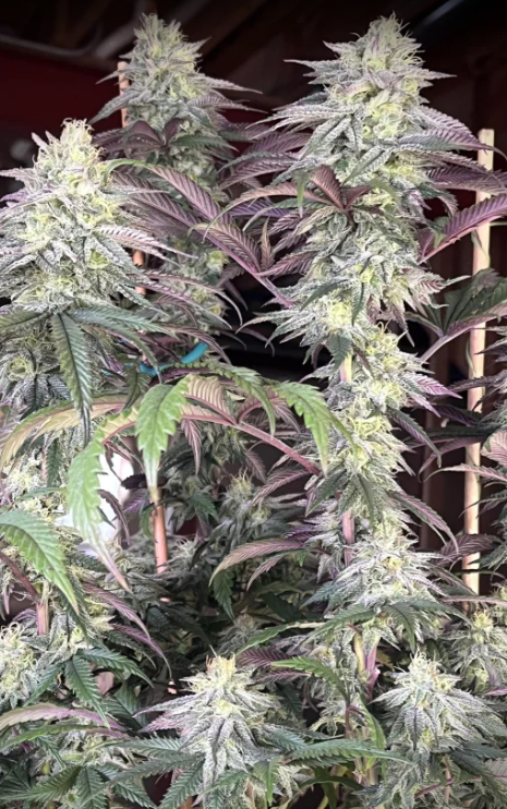 Papaya Sherbet feminised