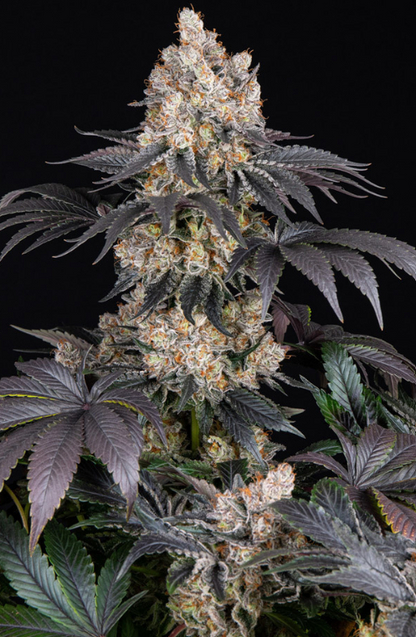 GELATO