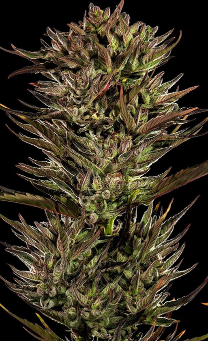 THIN MINT X SOUR PINOT AUTO