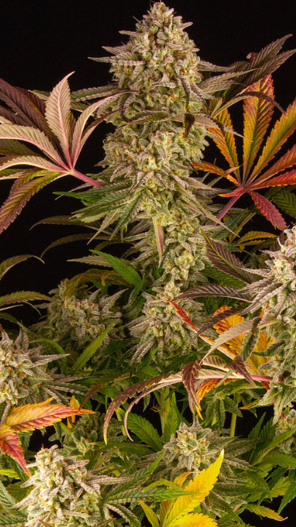 BLUE SUNSET SHERBERT