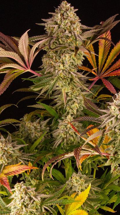 BLUE SUNSET SHERBERT