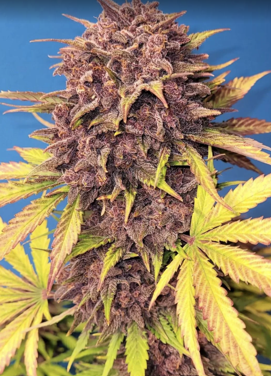 Purple Lemonade Auto
