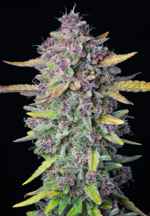Purple Punch Auto