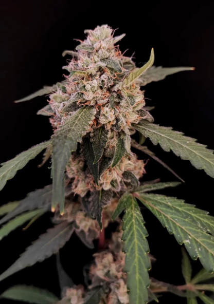 AK Auto