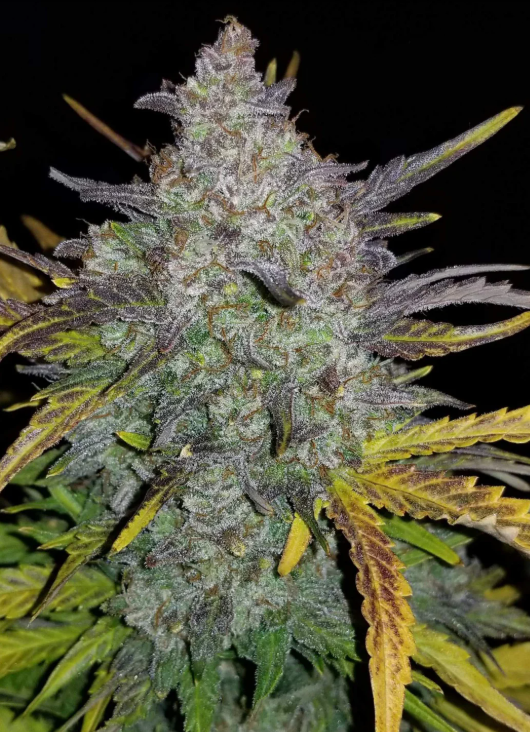 Rhino Ryder Auto