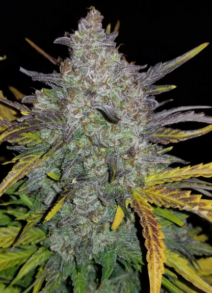 Rhino Ryder Auto