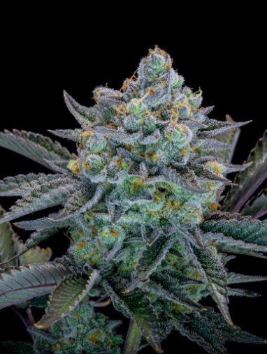 Gorilla Cookies FASTFLOWERING