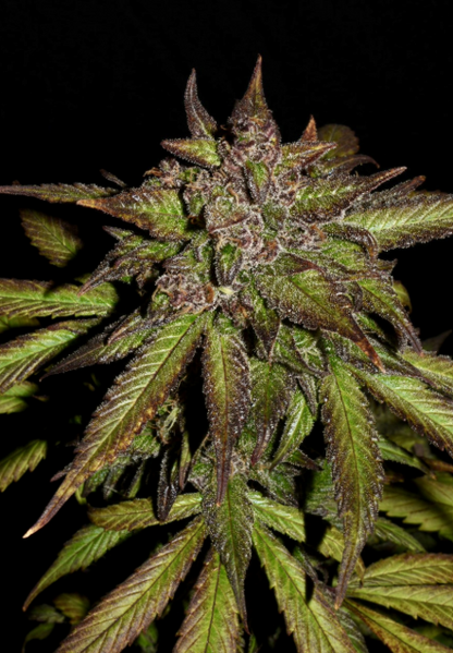 Smoothie Auto