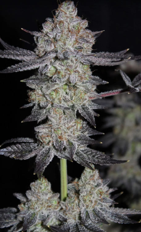 Tropicana Cookies FASTFLOWERING
