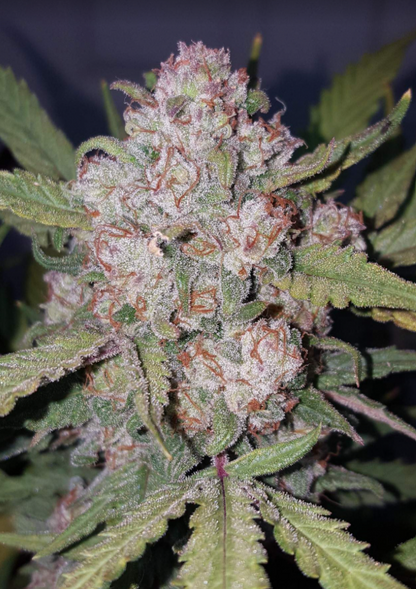 Stardawg Auto