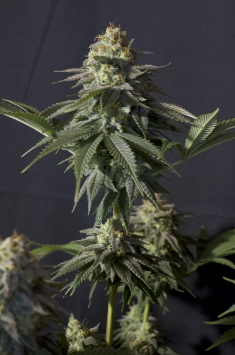 Orange Sherbet FASTFLOWERING