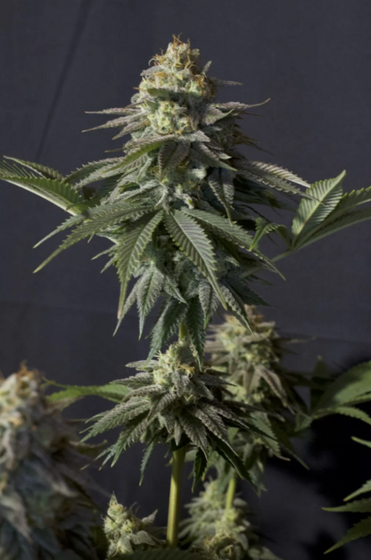 Orange Sherbet FASTFLOWERING