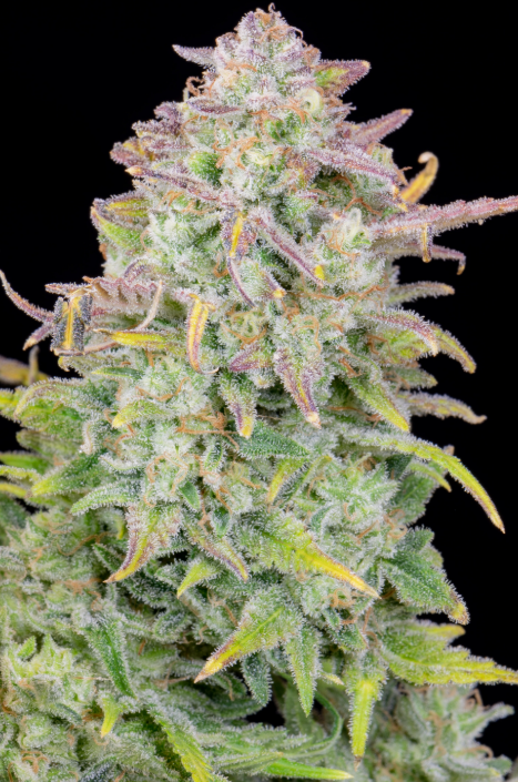 Trainwreck Auto