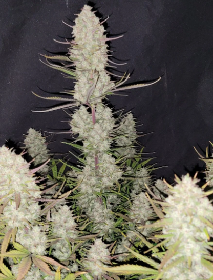 Tropicana Cookies Auto