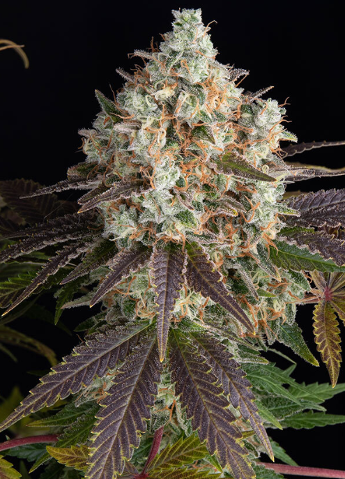 Bruce Banner