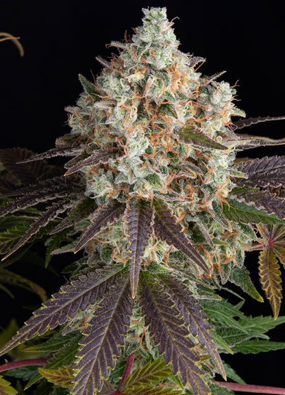 Bruce Banner