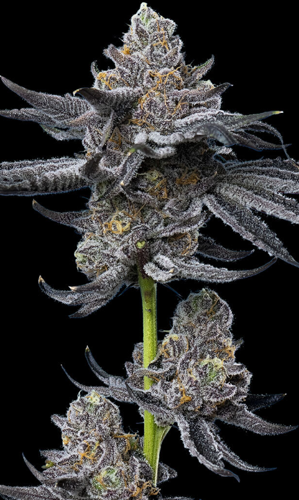 LFG Strain 32% THC