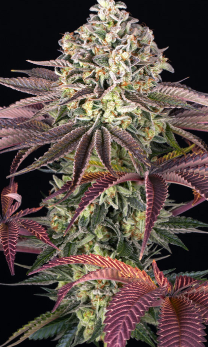 Grand daddy Purple