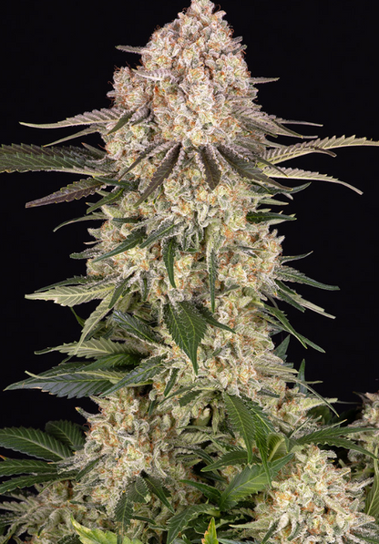 Ak strain