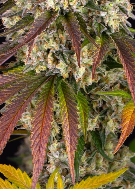 SOUR DIESEL STRAIN