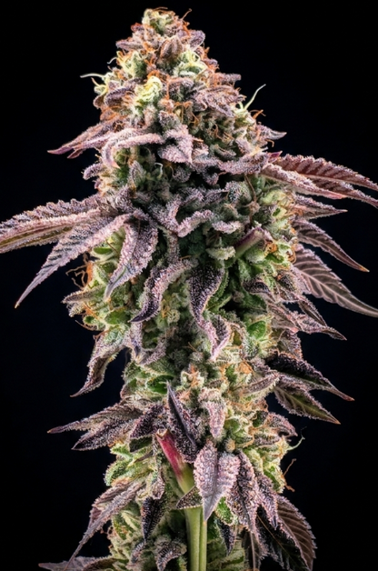Biscotti Gelato