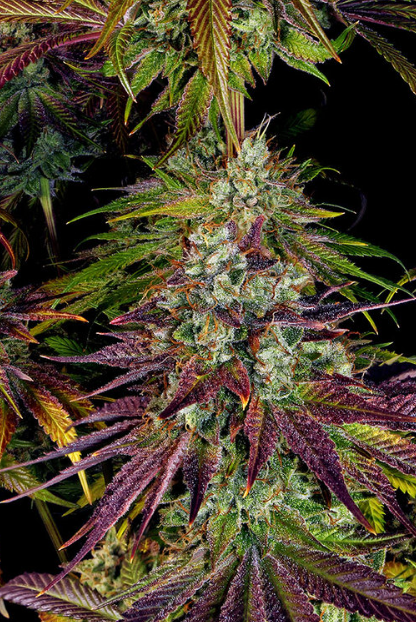 MIMOSA EVO