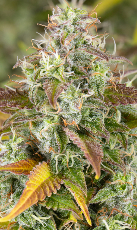 WATERMELON ZKITTLEZ AUTO