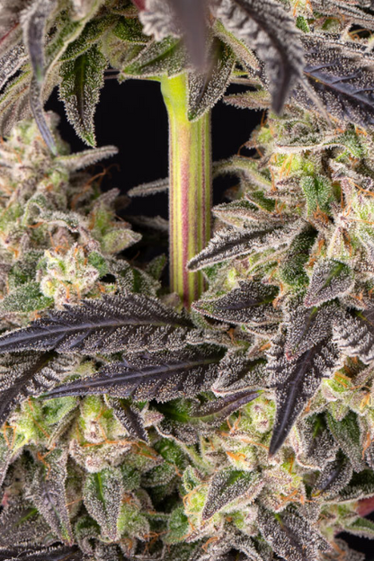 WHITE RUNTZ STRAIN