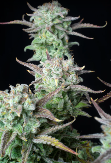 Strawberry Banana Auto