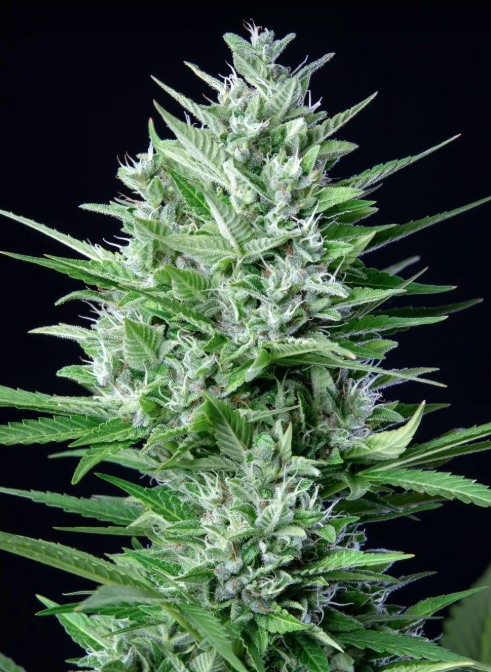 White Widow Auto