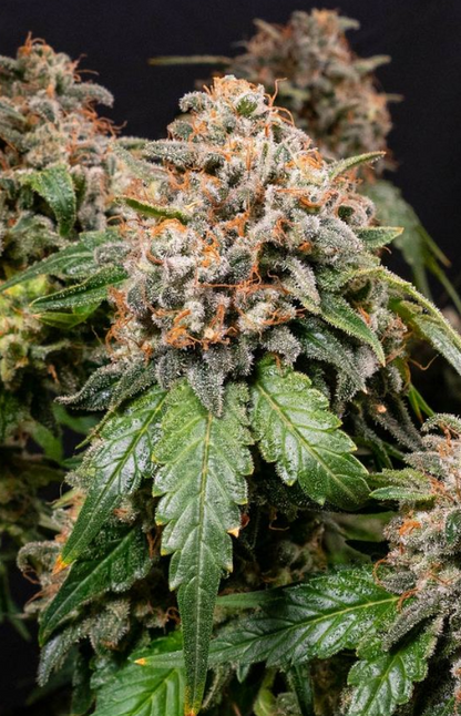 WHITE WIDOW XXL