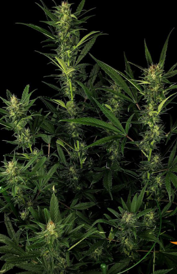 GLUE GELATO AUTO
