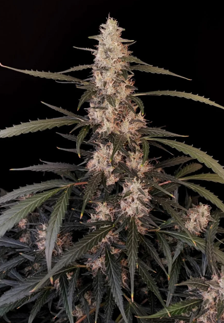 Amnesia Haze Auto
