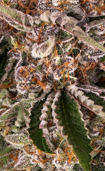Cookie Casket Strain