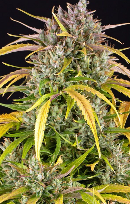 LSD AUTO