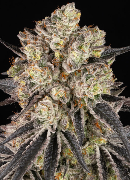 RAINBOW SHERBET STRAIN