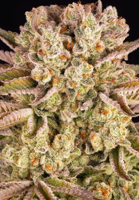 PINEAPPLE EXPRESS