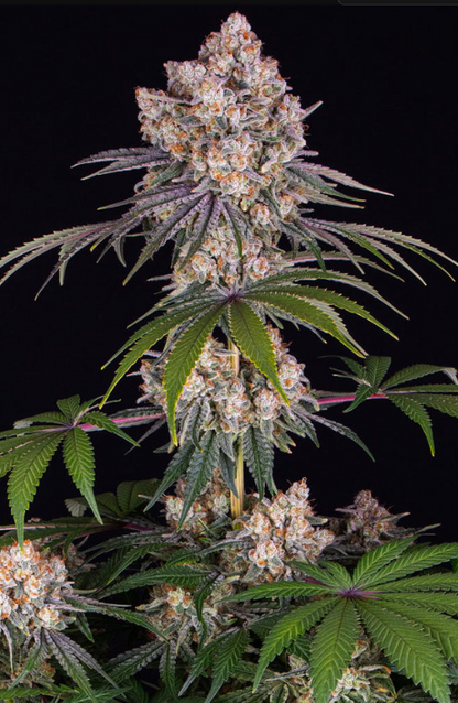 ICE CREAM CAKE