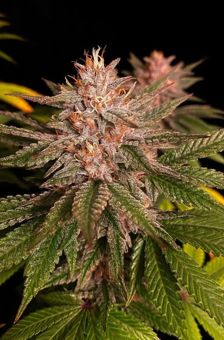 Purple Lemonade FASTFLOWERING